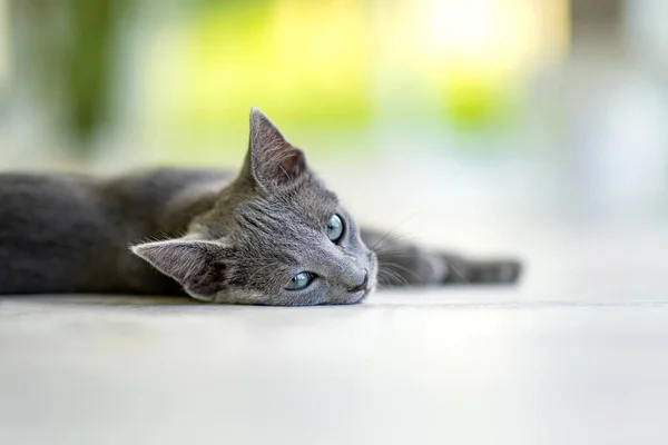年轻活泼的俄罗斯蓝猫在窗边玩耍 金碧辉煌的蓝灰色猫绿色的眼睛 家养宠物 — 图库照片