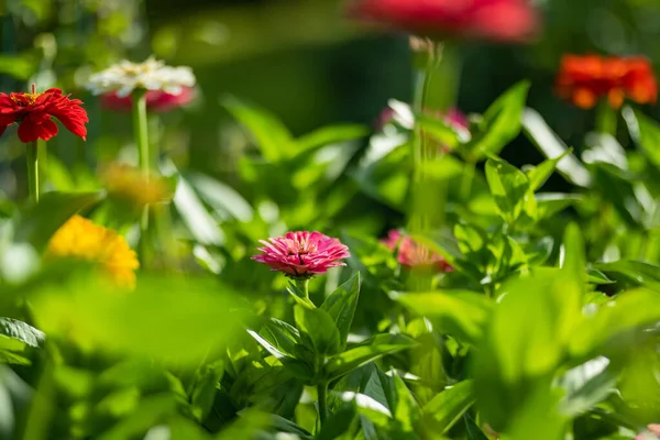 Flores Zinnia Rojas Naranjas Que Florecen Jardín Verano Belleza Naturaleza — Foto de Stock