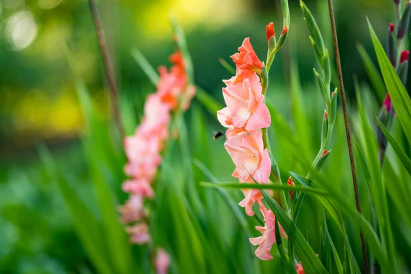 Színes Gladiolus Vagy Kardvirág Virágzik Kertben Közelkép Gladiolusz Virágokról Nyáron — Stock Fotó