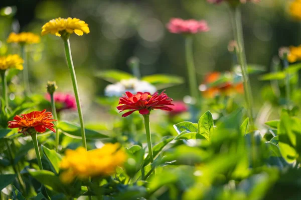Röda Och Orange Zinnia Blommor Blommar Sommarträdgården Skönhet Naturen — Stockfoto