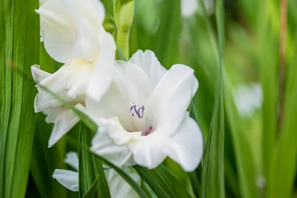 Fleurs Colorées Gladiolus Lys Épée Fleurissant Dans Jardin Gros Plan — Photo