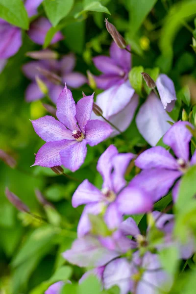 Bloeiende Paarse Clematis Tuin Bloemen Bloeien Zomer Schoonheid Natuur — Stockfoto