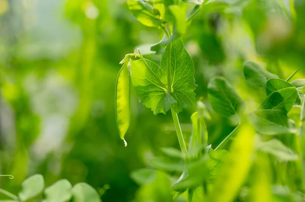 Young Pea Pods Green Pea Plant Pea Pods Ripening Garden — 스톡 사진