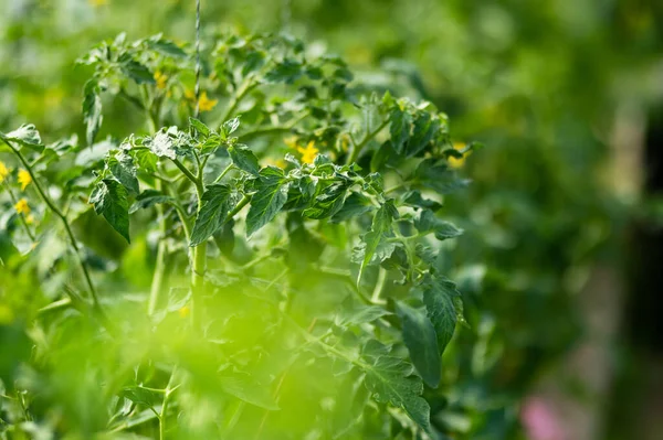 여름철에는 온실에서 토마토를 집에서 채소를 재배하는 만족의 정원가꾸기 — 스톡 사진