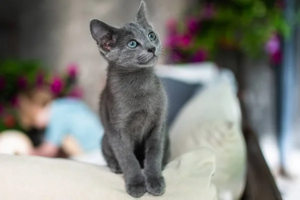 Muda Bermain Kucing Biru Rusia Bermain Luar Ruangan Kucing Biru — Stok Foto