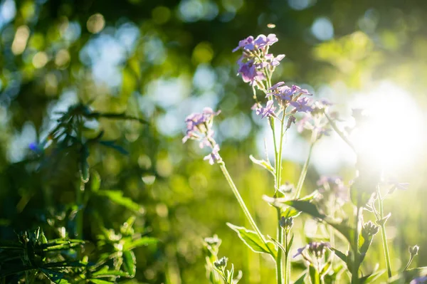 Lunaria Annua Nın Güzel Mor Çiçekleri Güneşli Yaz Akşamlarında Yıllık — Stok fotoğraf