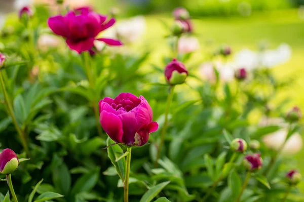 Hermosas Peonías Rosadas Floreciendo Jardín Noche Verano Belleza Naturaleza — Foto de Stock
