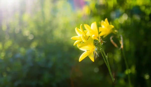 Mooie Gele Lelie Bloemen Zonnige Zomeravond Schoonheid Natuur — Stockfoto