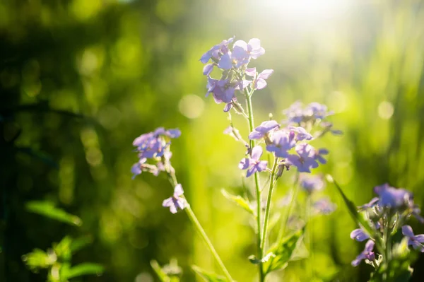 美丽的紫花月桂花 一年四季的诚实花 经济作物 在阳光明媚的夏夜 大自然的美丽 — 图库照片