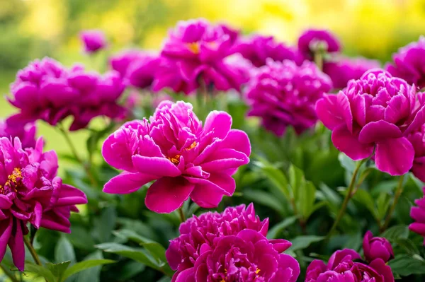 Beautiful Pink Peonies Blossoming Garden Summer Evening Beauty Nature — Stock Photo, Image