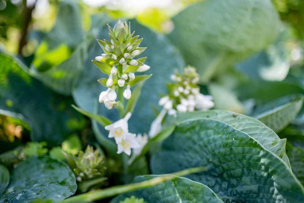 Kvetoucí Hosta Keř Také Známý Jako Lilie Plantejnová Široce Pěstované — Stock fotografie