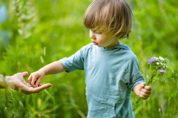 Menino Bonito Criança Comendo Morangos Selvagens Frescos Dia Ensolarado Verão — Fotografia de Stock