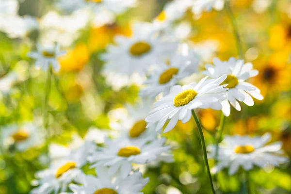 Beautiful Chamomile Flowers Blossoming Sunny Summer Day Nature Scene Blooming — Stok fotoğraf