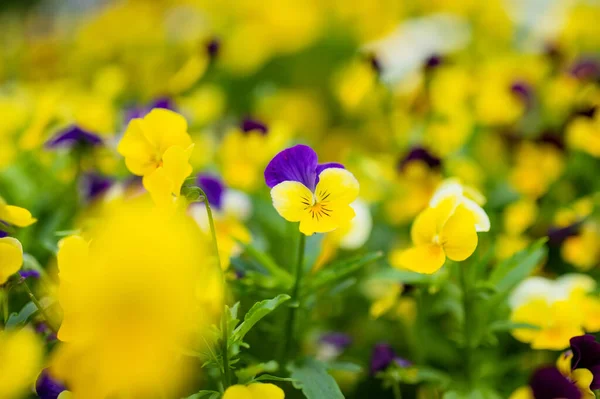 Beautiful violet and yellow colored pansies blooming in a garden. Beauty in nature.