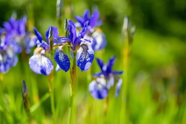 Purple Iris Flowers Blossoming Flower Bed Park Sunny Summer Evening — Stock Photo, Image