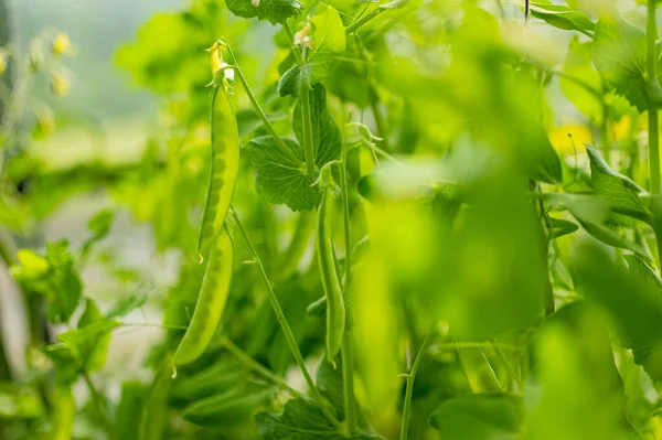 Young Pea Pods Green Pea Plant Pea Pods Ripening Garden — Fotografia de Stock