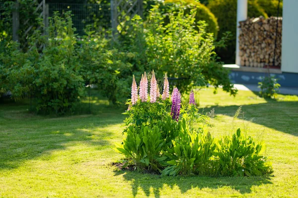 Beautiful Pink Lupins Blossoming Flower Bed Summer Day Bunch Lupines — Fotografia de Stock