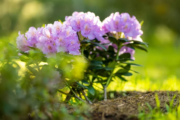 Fleurs Rose Vif Rhododendron Fleurs Par Une Journée Été Ensoleillée — Photo
