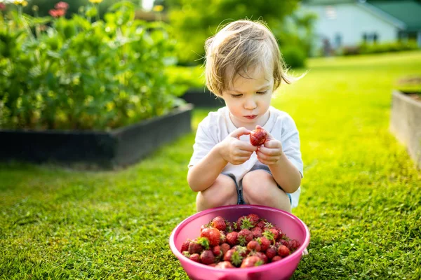 可爱的幼儿在阳光明媚的夏日吃新鲜的有机草莓 孩子们在户外草莓农场玩得很开心 — 图库照片
