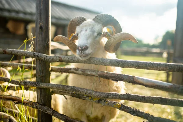 Sheep Sheepfold Adult Sheep Peeking Fence Livestock Animals — Stock Photo, Image