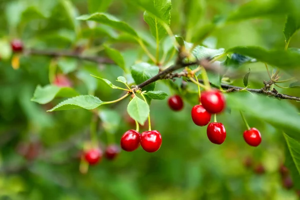 Érett Cseresznye Gyümölcs Lóg Egy Cseresznyefa Ágon Szeder Szüret Cseresznyéskertben — Stock Fotó