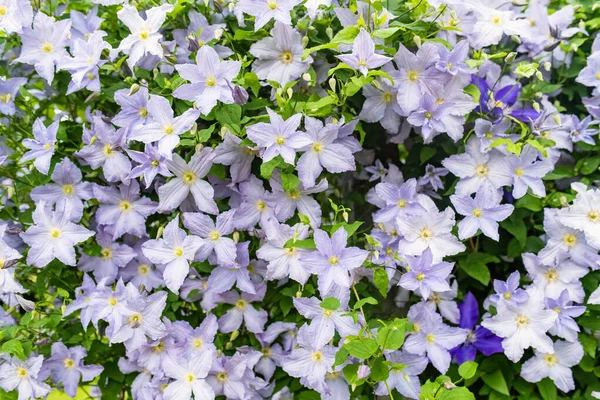 Floração Clematis Roxo Jardim Flores Florescendo Verão Beleza Natureza — Fotografia de Stock