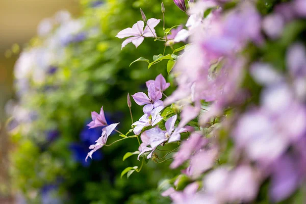 Kwitnąca Różowa Połówka Ogrodzie Kwiaty Kwitną Latem Piękno Natury — Zdjęcie stockowe