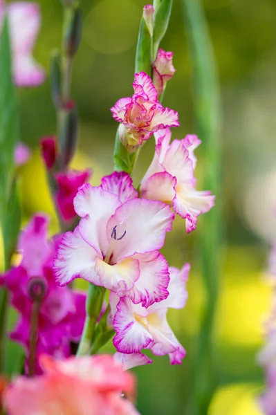 Värikäs Gladiolus Tai Miekka Lilja Kukkia Kukkivat Puutarhassa Lähikuva Gladioluksen — kuvapankkivalokuva