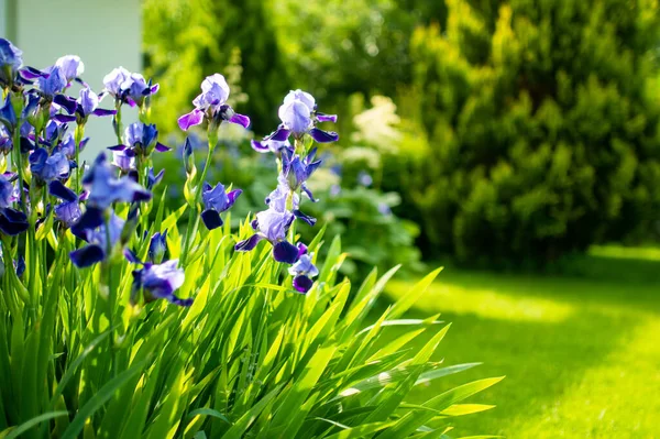 Flori Iris Violet Înfloresc Pat Flori Parc Seara Însorită Vară — Fotografie, imagine de stoc