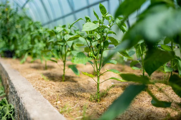 Cultivating Bell Peppers Greenhouse Summer Day Growing Own Fruits Vegetables — Stock Photo, Image