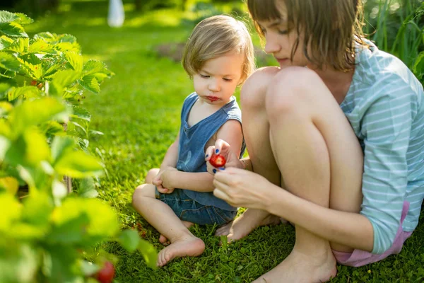 Irmã Mais Velha Alimentando Morangos Orgânicos Frescos Para Seu Irmão — Fotografia de Stock