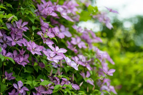 Flowing Purple Clematis Garden 여름에 자연계의 아름다움 — 스톡 사진