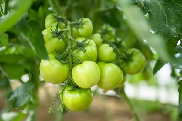 Amadurecendo Fábricas Tomates Frescas Orgânicas Arbusto Cultivando Próprias Frutas Verduras — Fotografia de Stock