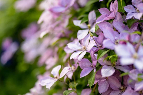 Blomsterrosa Clematis Hagen Blomster Blomstrer Sommeren Skjønnhet Naturen – stockfoto