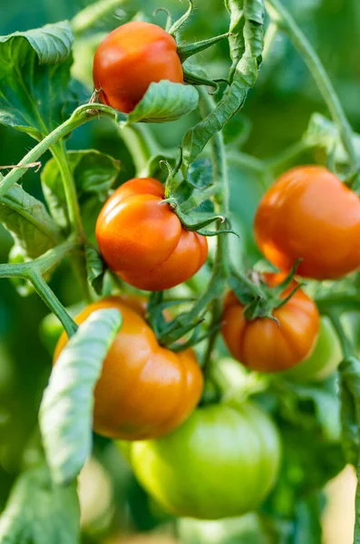 Zrání Čerstvých Organických Rajčat Keři Pěstování Vlastního Ovoce Zeleniny Usedlosti — Stock fotografie