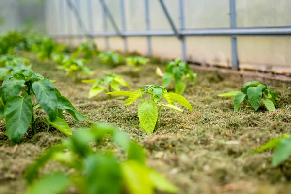Yaz Günü Bir Serada Dolmalık Biber Yetiştirmek Çiftlikte Kendi Meyve — Stok fotoğraf