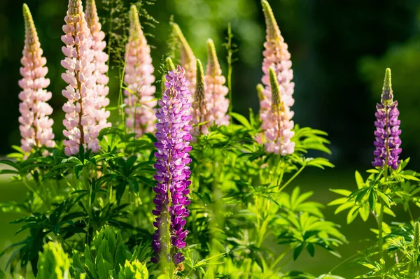 Beautiful Pink Lupins Blossoming Flower Bed Summer Day Bunch Lupines — Stockfoto