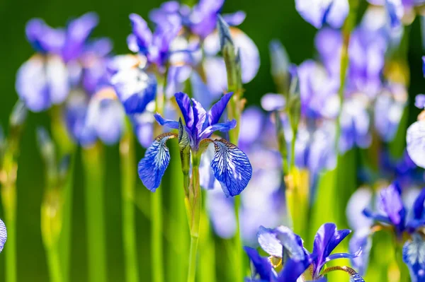 Lila Iris Blommor Blommar Rabatt Parken Solig Sommarkvã Skönhet Naturen — Stockfoto