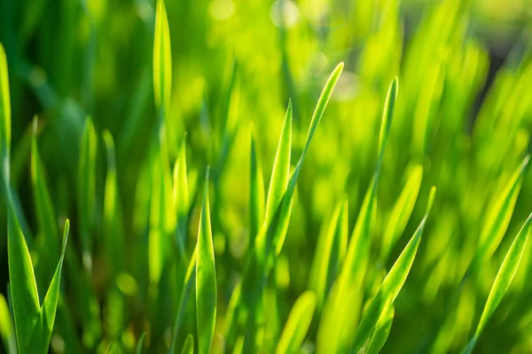 Saftig Ungemähtes Grünes Gras Weichen Abendlicht Perfekt Frischer Rasen Einem — Stockfoto