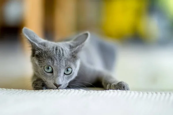 Młody Zabawny Rosyjski Niebieski Kotek Bawiący Się Przy Oknie Wspaniały — Zdjęcie stockowe