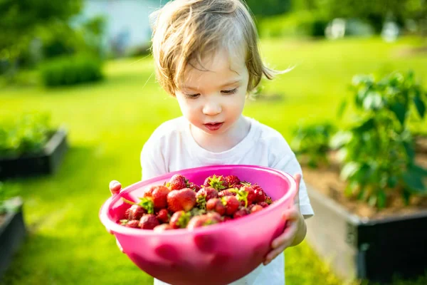 Lindo Niño Comiendo Fresas Orgánicas Frescas Soleado Día Verano Niño —  Fotos de Stock