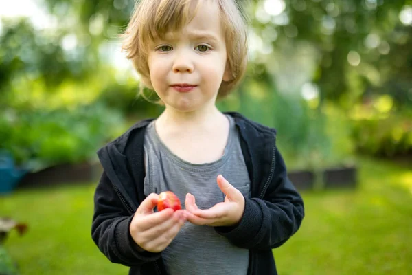 かわいい幼児の男の子は晴れた夏の日に新鮮な有機イチゴを食べる 子供は屋外のイチゴ農場で楽しんでいます — ストック写真