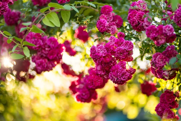 Beautiful Pink Roses Bush Blossoming Backyard Sunny Summer Day — стоковое фото