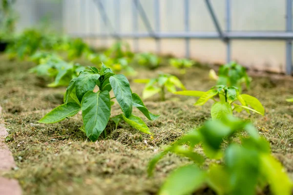 Coltivare Peperoni Serra Nella Giornata Estiva Crescere Propria Frutta Verdura — Foto Stock