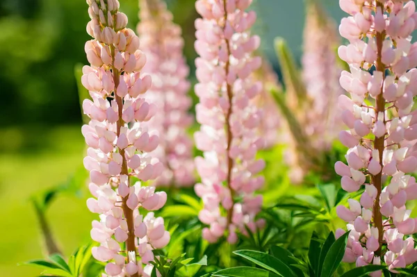 Beautiful Pink Lupins Blossoming Flower Bed Summer Day Bunch Lupines — 스톡 사진