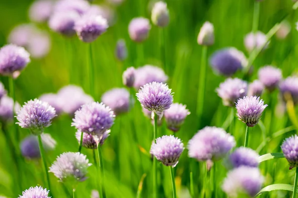 Primer Plano Hermosas Flores Cebollino Púrpura Floreciendo Jardín Flores Ajo — Foto de Stock