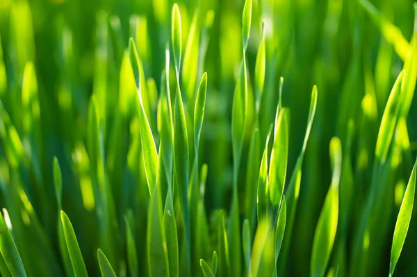 Пышная Нескошенная Зеленая Трава Мягком Вечернем Свете Летним Вечером Продегустируйте — стоковое фото