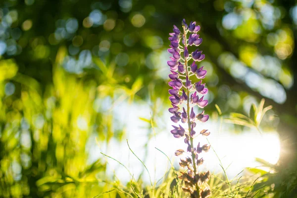 Schöne Lila Lupinen Blühen Einem Sommertag Auf Dem Beet Bündel — Stockfoto