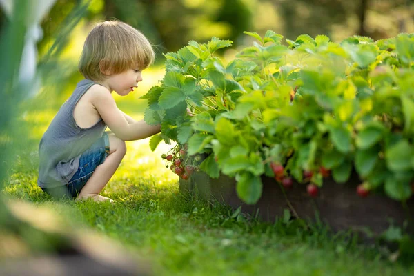 可爱的幼儿在阳光明媚的夏日吃新鲜的有机草莓 孩子们在户外草莓农场玩得很开心 — 图库照片