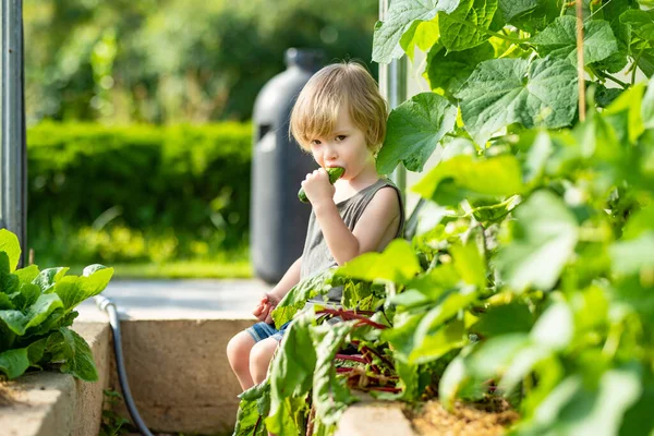 Adorável Criança Menino Comendo Pepino Orgânico Fresco Uma Estufa Noite — Fotografia de Stock